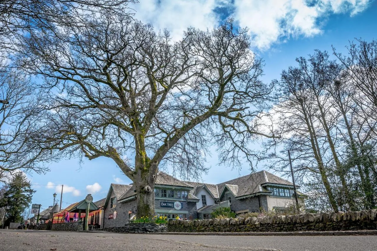 500-year-old oak tree